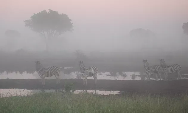 A typical day in the bush