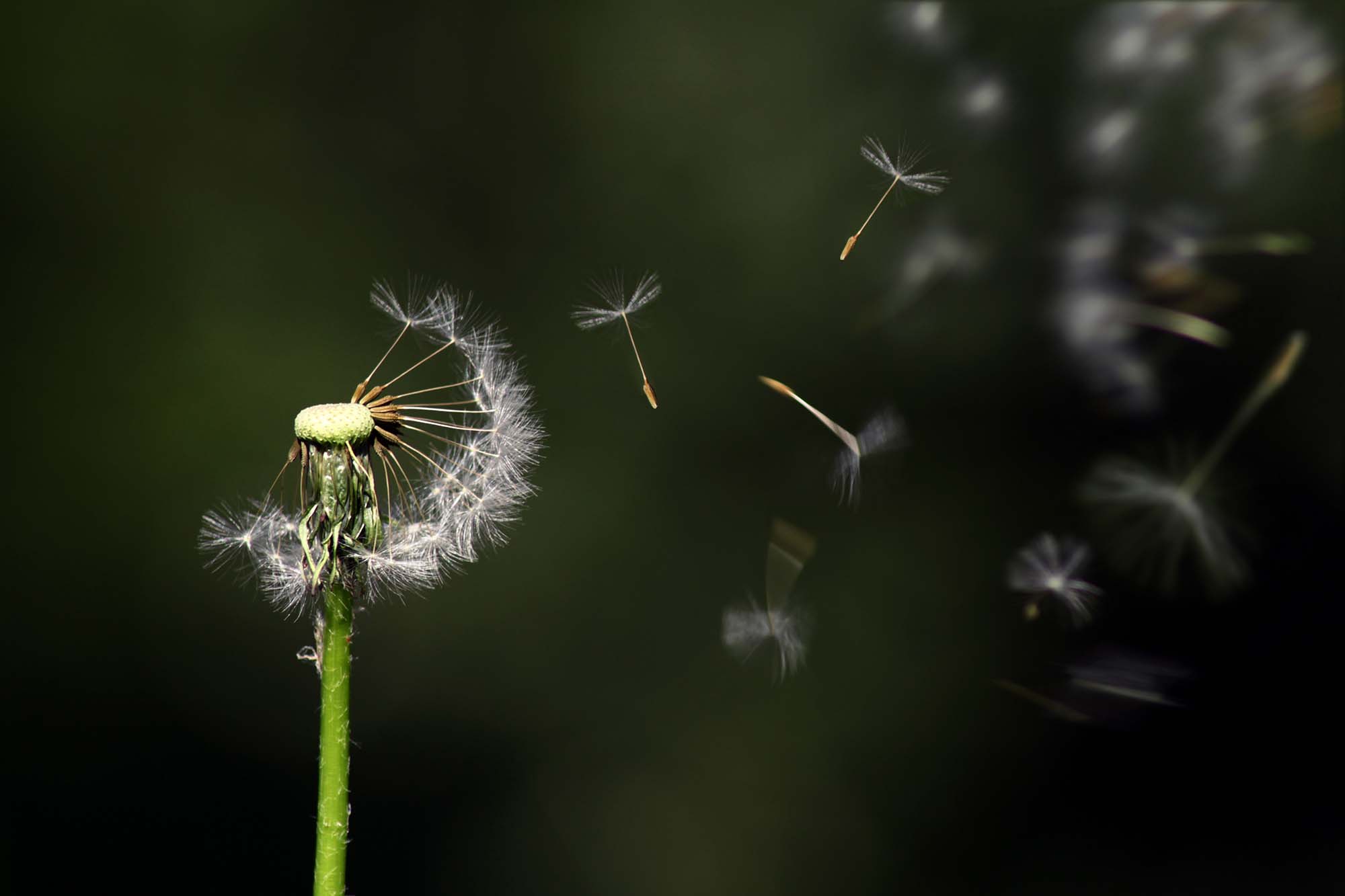 dandelion-flower-nature-connexion-blog-article-cover