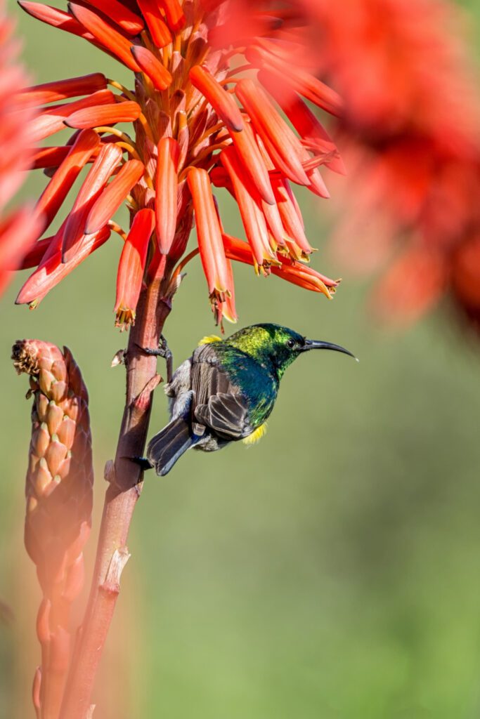 Sunbird feeding on a red aloe flower in Africa